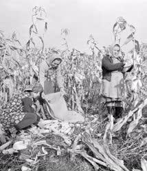 Mezőgazdaság - Növénytermesztés - Háztáji kukoricaszedés 