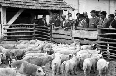 Mezőgazdaság - Vörös Csillag Tsz