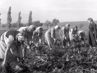 Mezőgazdaság - Cukorrépaszedés a Soproni Állami Gazdaságban
