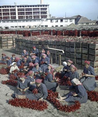 Mezőgazdaság - Fűszerpaprika feldolgozás