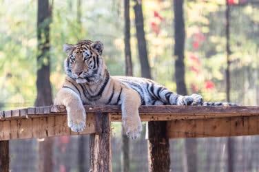 Természetvédelem - Felsőlajos - Bengáli tigris 