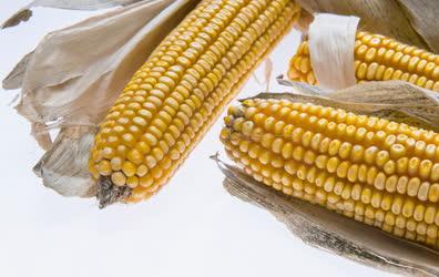 Mezőgazdaság - Hajdúszovát - Beérett a kukorica 
