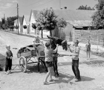 Életkép - A bátaszéki iskola csacsifogata