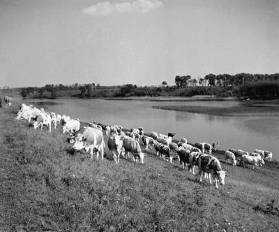 Gazdaság - Legeltetik a teheneket Pusztaszabolcson