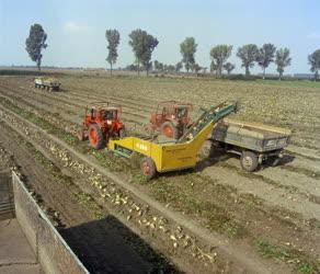 Mezőgazdaság - Növénytermesztés - Cukorrépa betakarítás