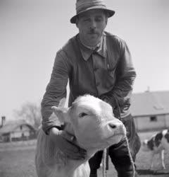 Mezőgazdaság - A gondozó kedvenc tehenével