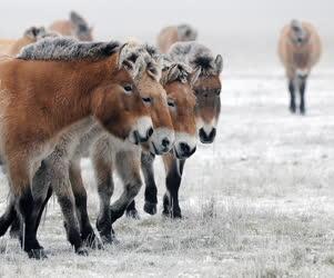Állatvilág - Hortobágy - Przewalski-lovak a Hortobágyon