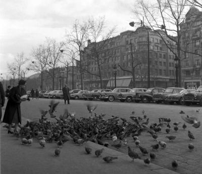 Városkép - Párizs - Galambok a Champs-Élysées-n