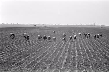Mezőgazdaság - A Kossuth brigád répát egyel