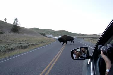 Állat - Bölény az autóúton a Yellowstone Nemzeti Parkban