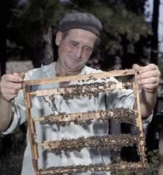 Mezőgazdaság - Gödöllői Kisállattenyésztési Kutató Intézet leányfalui méhészete
