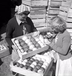 Mezőgazdaság - Alma osztályozás a  Balaton-nagybereki Állami Gazdaságban