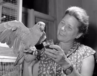 Foglalkozás - Állatvilág - Sok száz madár egy pesti lakásban