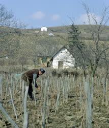 Mezőgazdaság - A szekszárdi szőlőhegyen