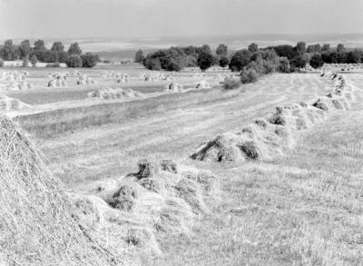 Mezőgazdaság - Aratás