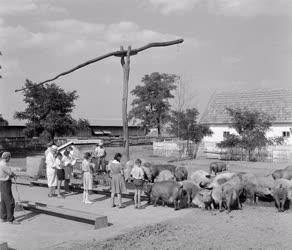 Szabadidő - Túrkevei Vörös Csillag Termelőszövetkezet