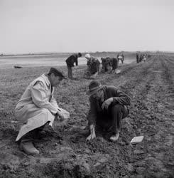 Mezőgazdaság - Szőlőültetés a rákoskeresztúri Gerő Ernő Tsz-ben