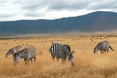 Tanzánia - Ngorongoro kráter - Zebrák