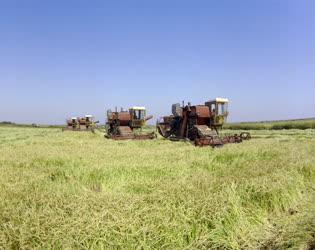 Mezőgazdaság - Növénytermesztés - Aratják a rizst Gyomán