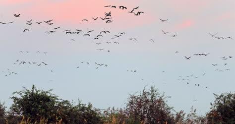 Állatvilág - Hortobágy - Őszi madárvonulás a Hortobágyon