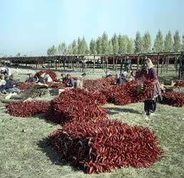 Élelmiszeripar - Kalocsai paprika feldolgozása