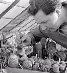 Hobbi - Az izsáki kaktuszgyűjtő
