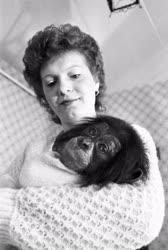 Állatvilág - Csimpánz egy győri lakásban