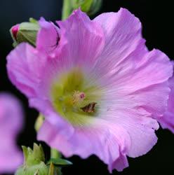 Természet - Verőce - Rózsaszín mályvarózsa