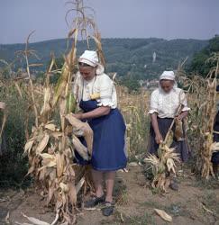 Mezőgazdaság - Kukoricatörés