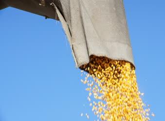 Mezőgazdaság - Létavértes - Kukorica betakarítása