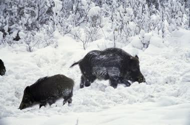 Tájkép - Állatvilág - Gemenci erdő