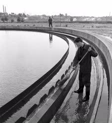 Szennyvíz - A Fővárosi Csatornázási Művek Dél-pesti Szennyvíztisztító Telepe