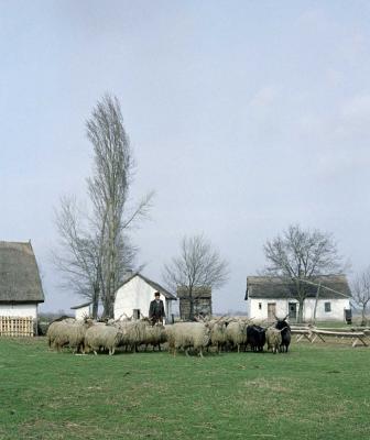 Mezőgazdaság - Állattenyésztés - Rackanyáj