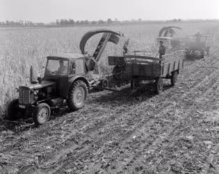 Mezőgazdaság - Kukorica betakarítás