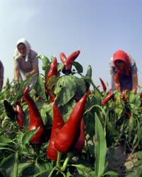Mezőgazdaság - Növénytermesztés - Szedik a fűszerpaprikát