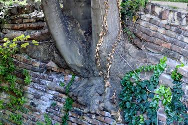 Természet - Budapest - Épületfal maradványát megemelő fa