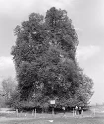 Természet - Ötszáz éves hársfa Nagykőrösön
