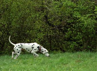 Természet - Kutya - Dalmata