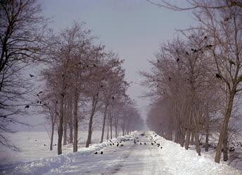 Közlekedés - Természet - Madarak korzóznak a havas főúton 