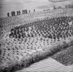 Tájkép - Mezőgazdaság - Szőlő- és gyümölcsöstelepítés