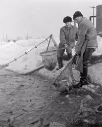 Mezőgazdaság - Téli halászat a Szegedi Tógazdaságban
