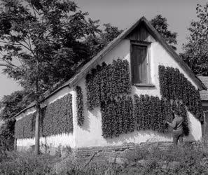 Mezőgazdaság - Kalocsai fűszerpaprika