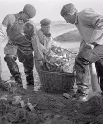 Mezőgazdaság - Lehalászás a szegedi Fehér-tavon