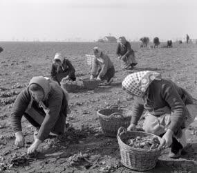 Mezőgazdasági munka - Spenótszedés
