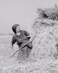Mezőgazdaság - Munkában egy parasztasszony
