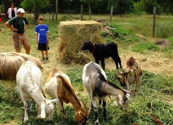 Állattenyésztés - Szob - Családi biogazdaság