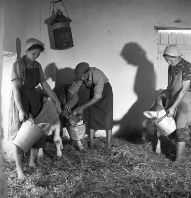 Mezőgazdaság - Mesterséges borjú itatás