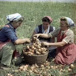 Mezőgazdaság - Hagymaszedés a makói Lenin Termelőszövetkezetben