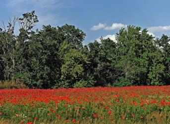 Természet - Hortobágy - Vadvirágok