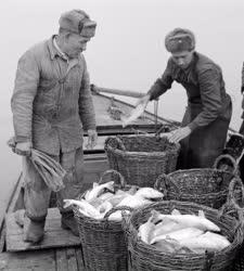 Mezőgazdaság - Balatoni halászok 